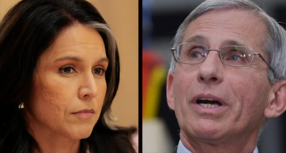 DNI Gabbard Drops A Bombshell On Tony Fauci - He'd Better Lawyer Up